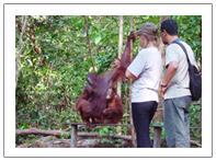 Borneo orang hutan tour Package